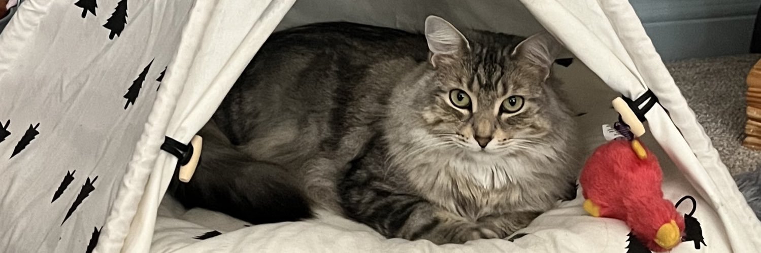 Kim 🇨🇦🏎️🌶️ banner