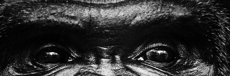 Dimitri Cavaré banner