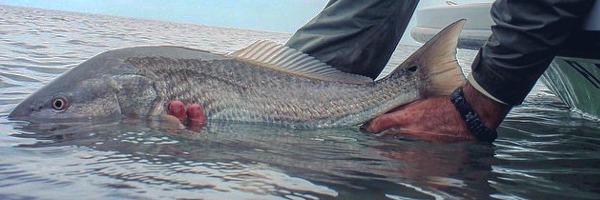 SouthernCatch banner