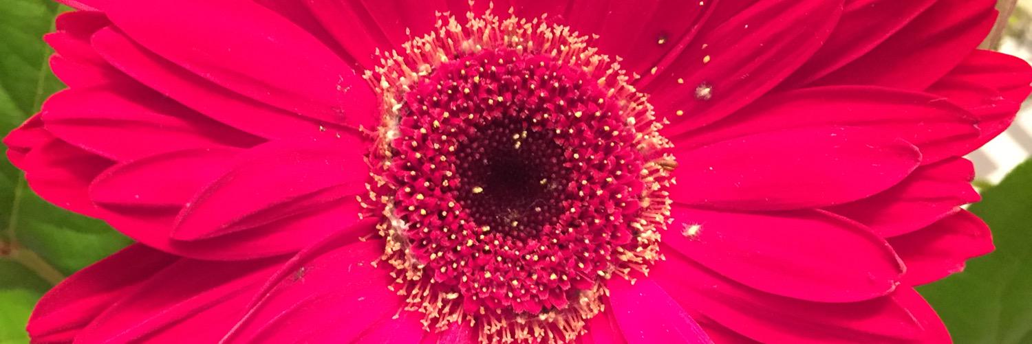 magsmiller31's profile banner image