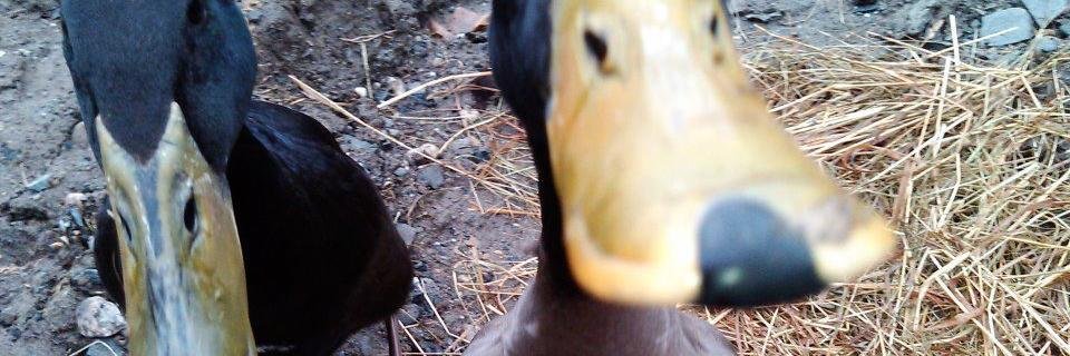 Maggie Cassidy banner