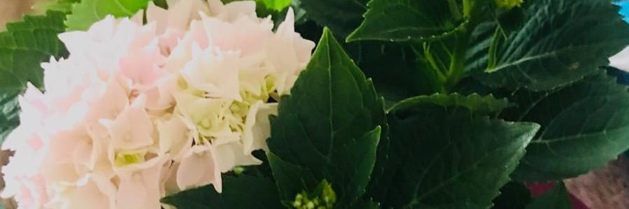 Maxime Lefébure banner