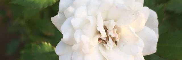 patcru1369's profile banner image