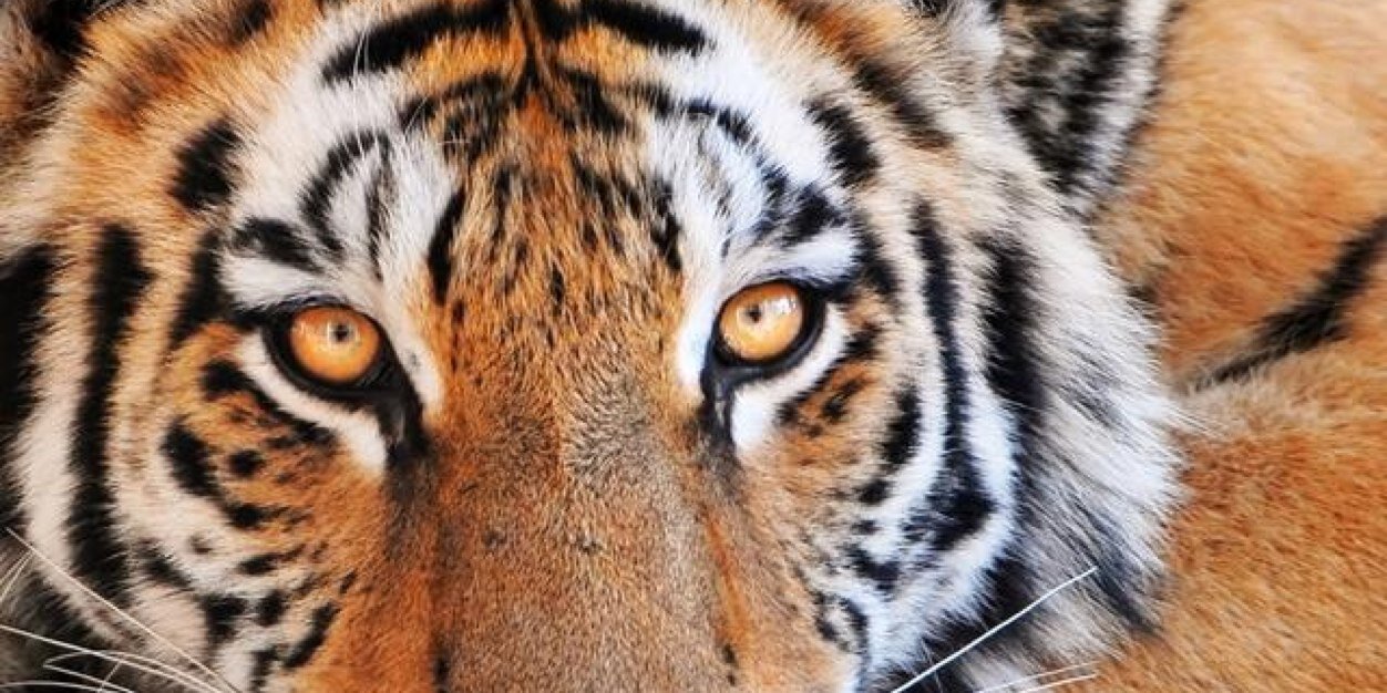 TinaTigerl18's profile banner image