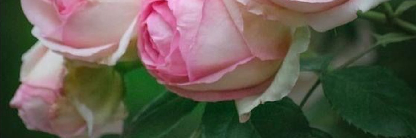 sphericalphaca😼 banner