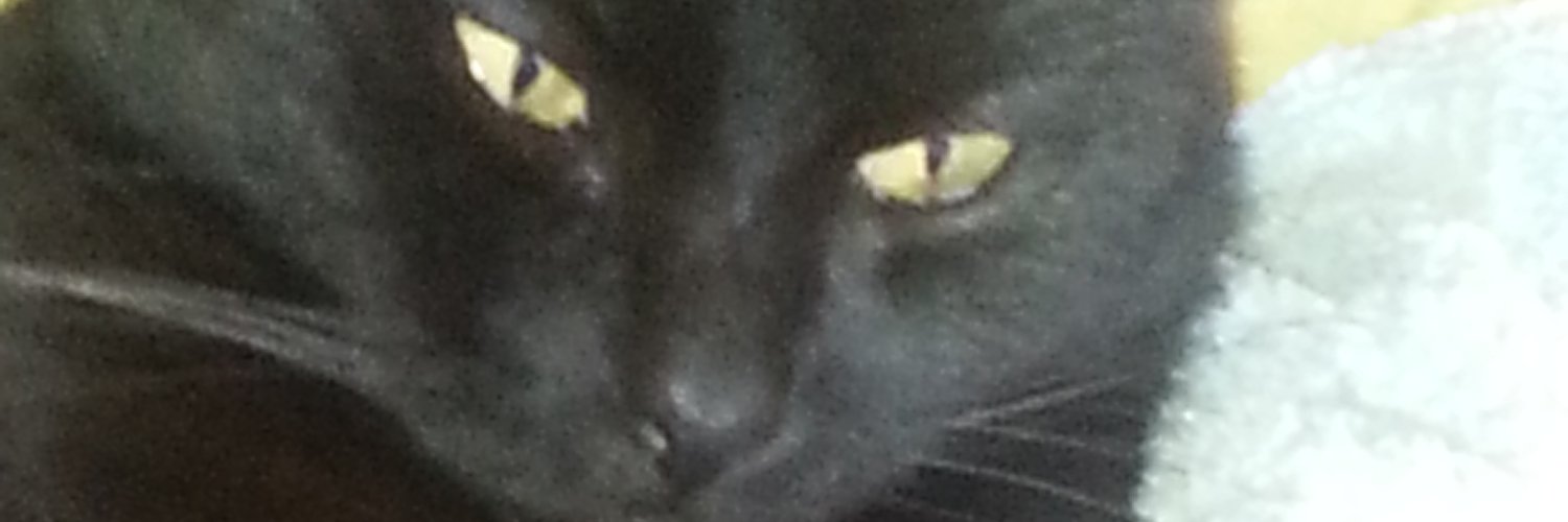Dominique 🐈‍⬛ banner