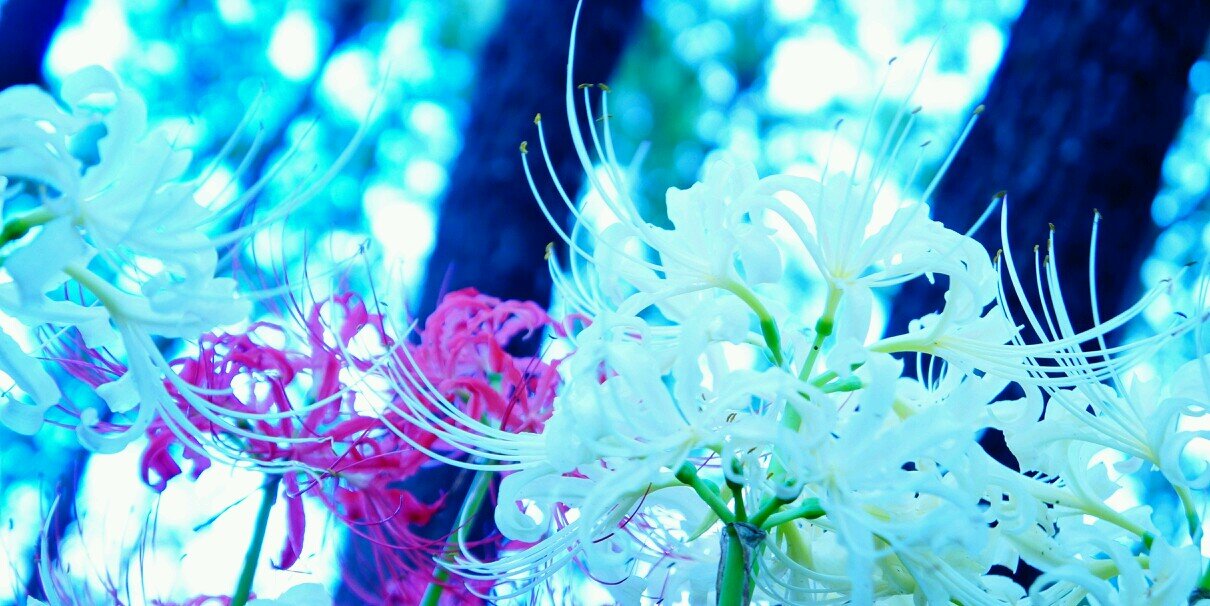 Yonemo_0903's profile banner image