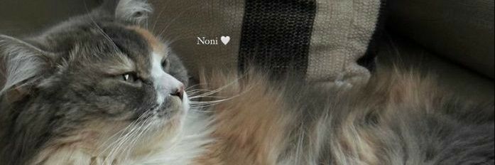 permenrasamelon's profile banner image