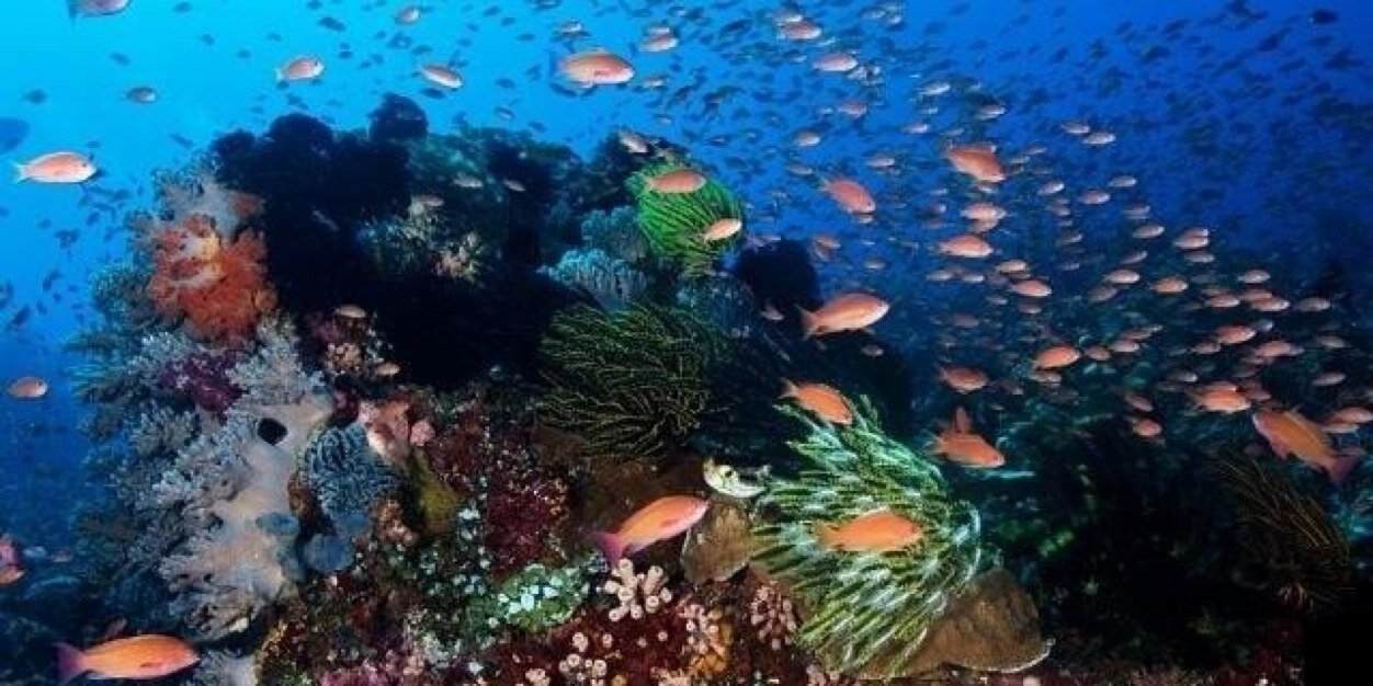 M. Rocío Serrano Barrios banner