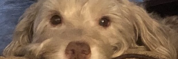 StaceyWasserman's profile banner image