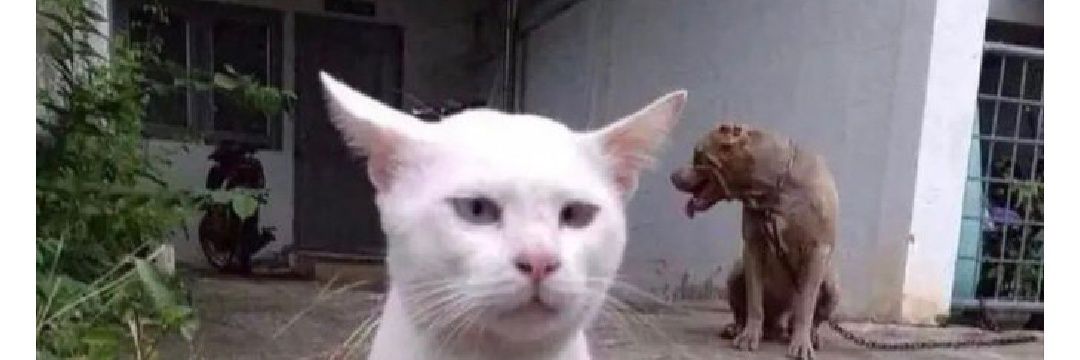 ShahidJet16's profile banner image