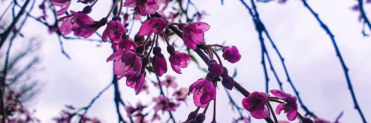 LauraLullaby's profile banner image