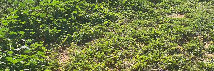 🕊️🕊️قمر نجد🕊️🕊️ banner