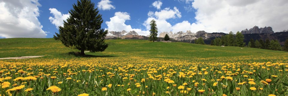 DolomitiNetwork's profile banner image