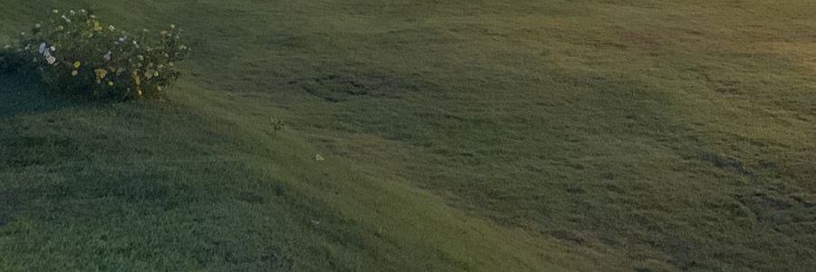 Chick banner