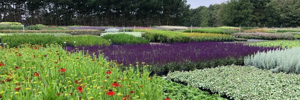 robintacchi Profile Banner