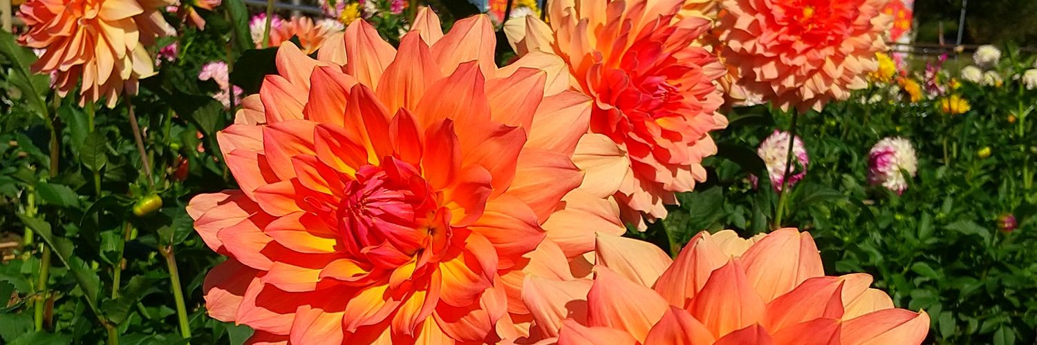 kmhd61297's profile banner image