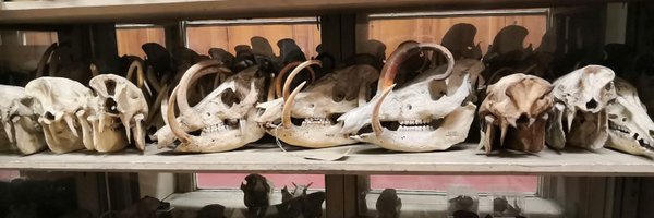 LrFrantz Profile Banner