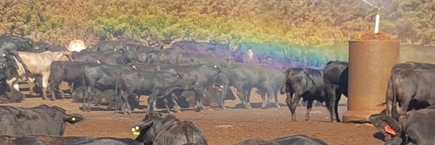 Pratesmachado's profile banner image