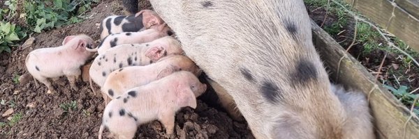 RayStevenson2 Profile Banner