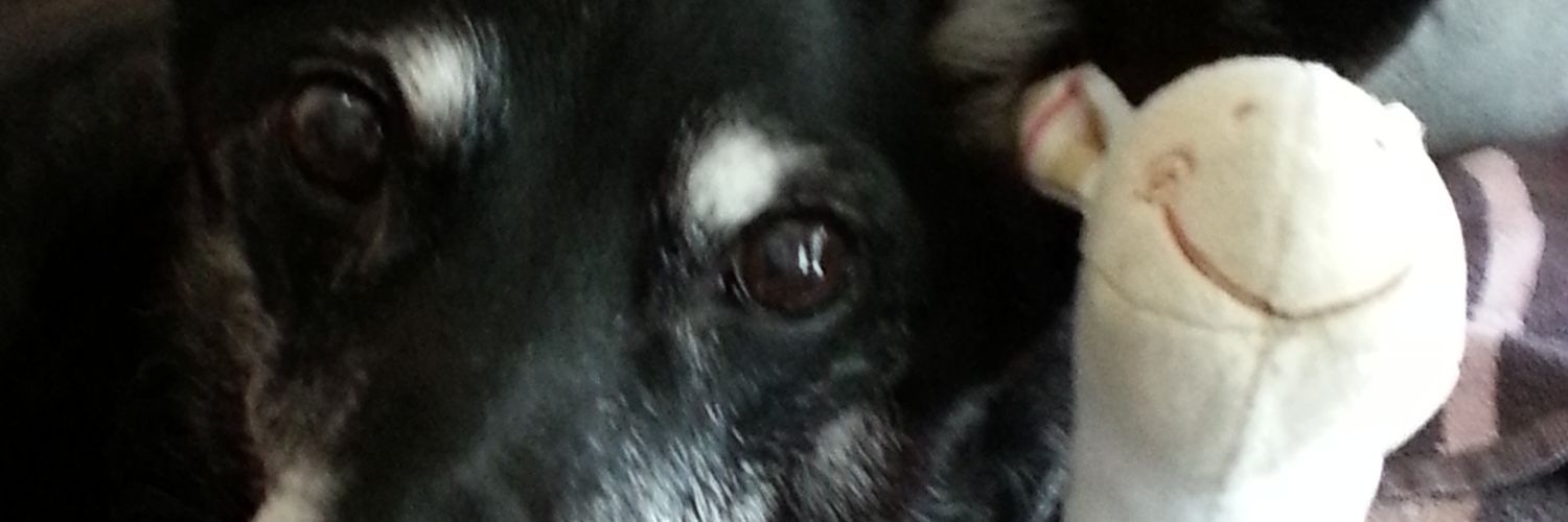 LiliRider's profile banner image