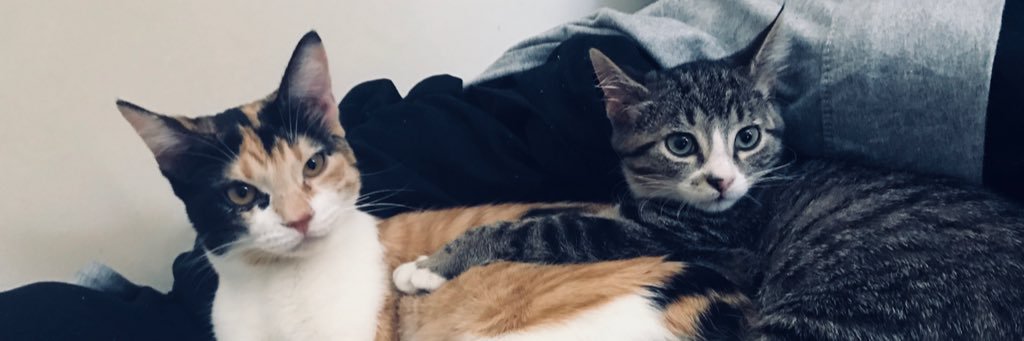 missevq's profile banner image