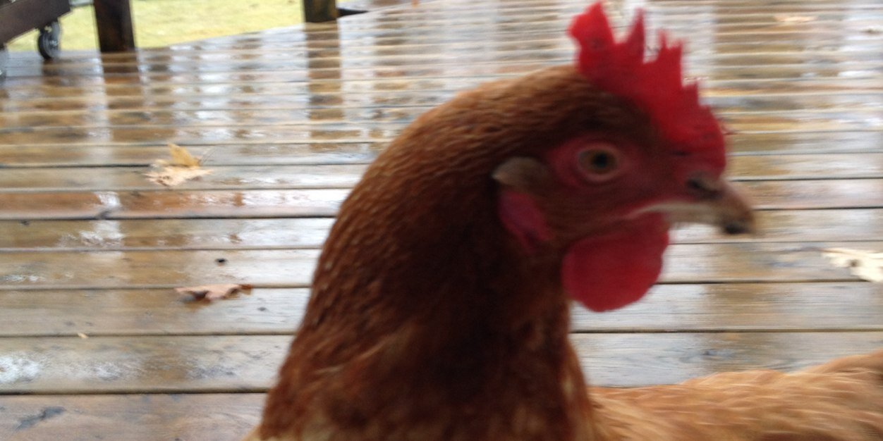 LosArboles's profile banner image
