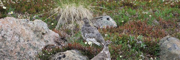 oysteinopedal Profile Banner