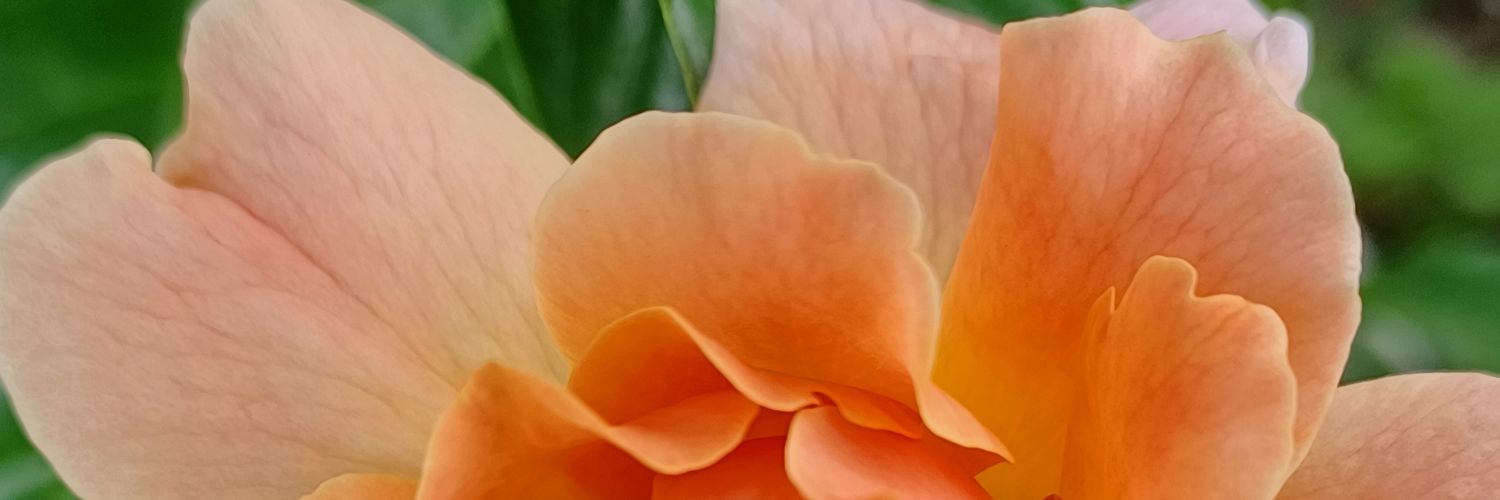 sambo8257's profile banner image