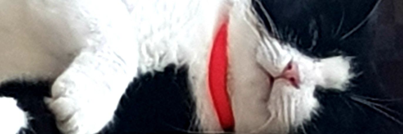 gyetenc's profile banner image