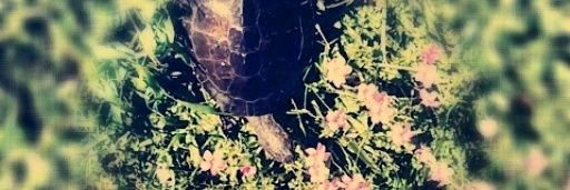 Mar💚 banner
