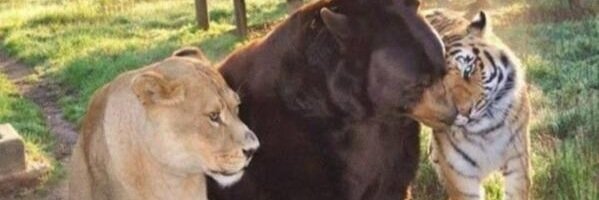 RaphaelSaada's profile banner image
