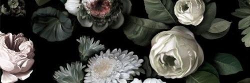 Sutherlandia7's profile banner image