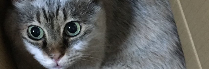 okiyan_neko's profile banner image