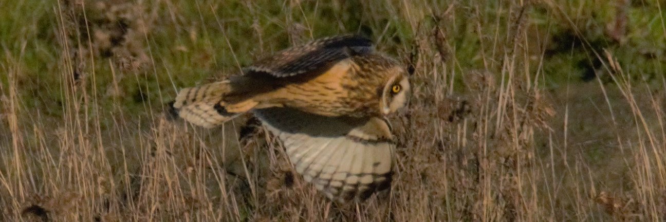 stuart j mundy banner