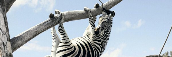 Baumzebra Profile Banner
