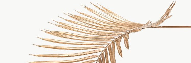 BrookeSchott's profile banner image