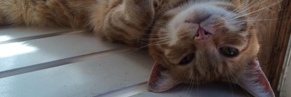 SandyF2000 Profile Banner