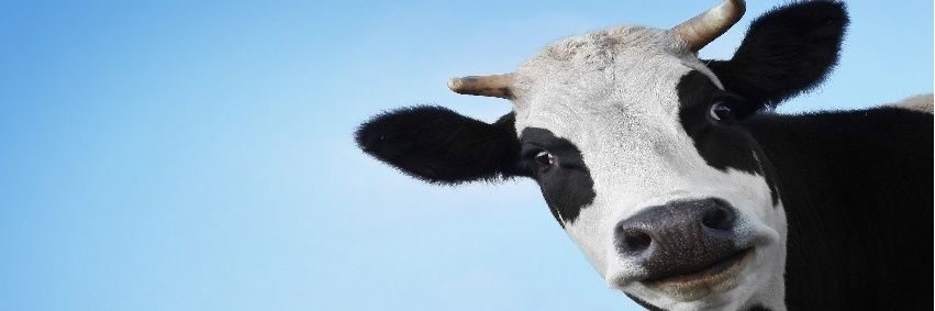 Clearviewfarms3's profile banner image