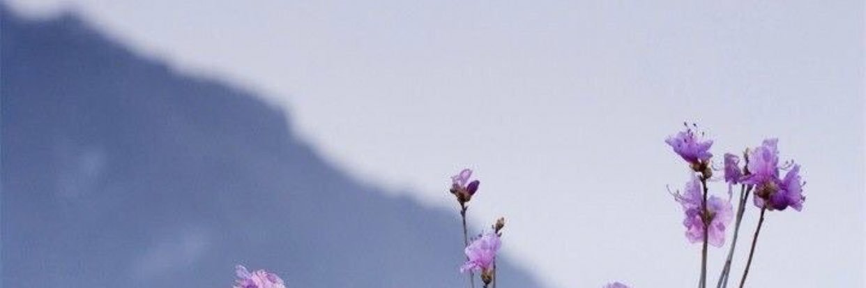 a9bb9a's profile banner image