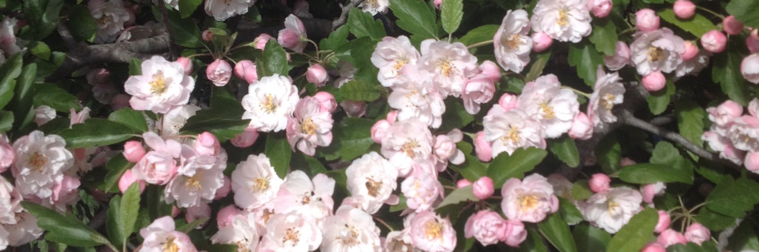 sandyj's banner