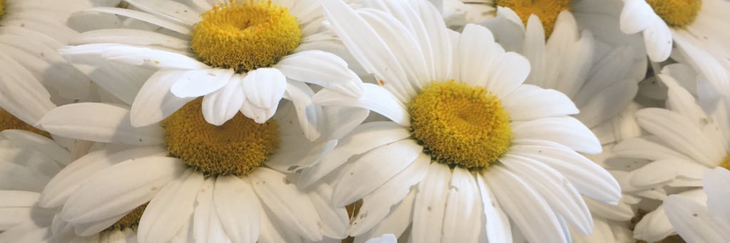 mallison101's profile banner image