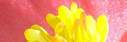 BocaMarla's profile banner image