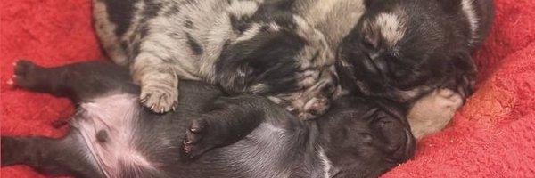 HelloImSamantha Profile Banner