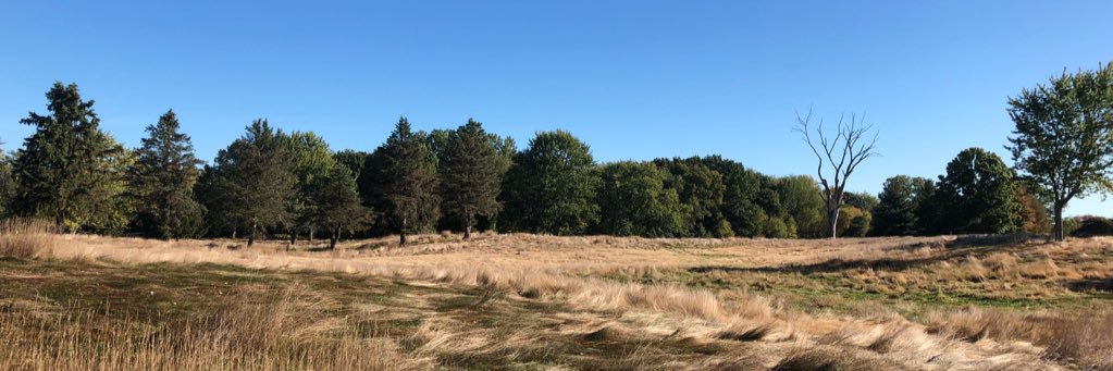 Rachael Sheridan banner