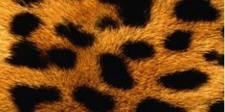 GabrielBirdG94's profile banner image