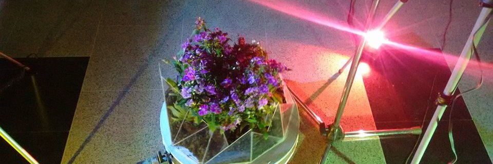 valentinalum's profile banner image