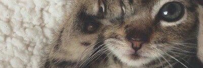 KitKat596's profile banner image
