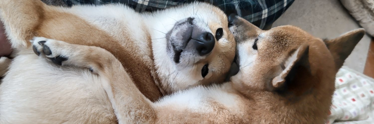 pumorin's profile banner image