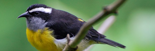 coereba Profile Banner